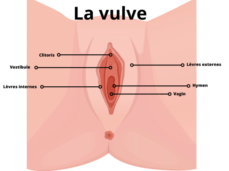 Schéma de la vulve - cancer de la vulve