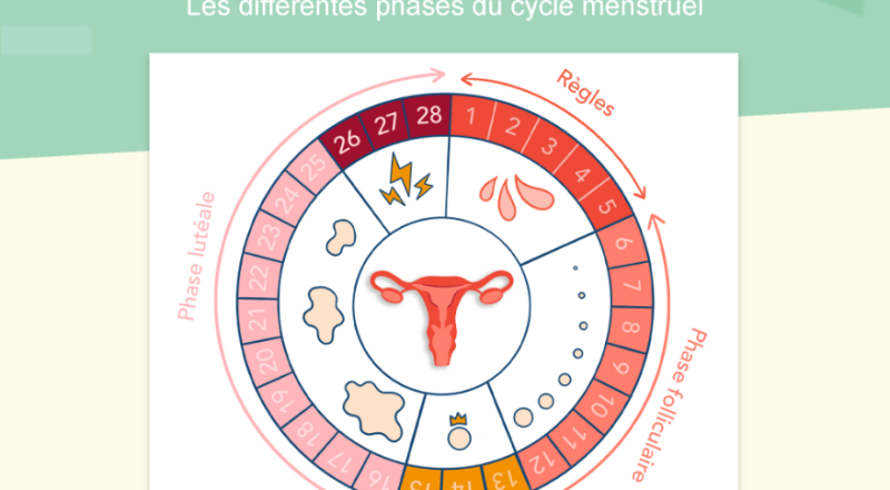 Cycle menstruel image